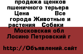 продажа щенков пшеничного терьера › Цена ­ 35 000 - Все города Животные и растения » Собаки   . Московская обл.,Лосино-Петровский г.